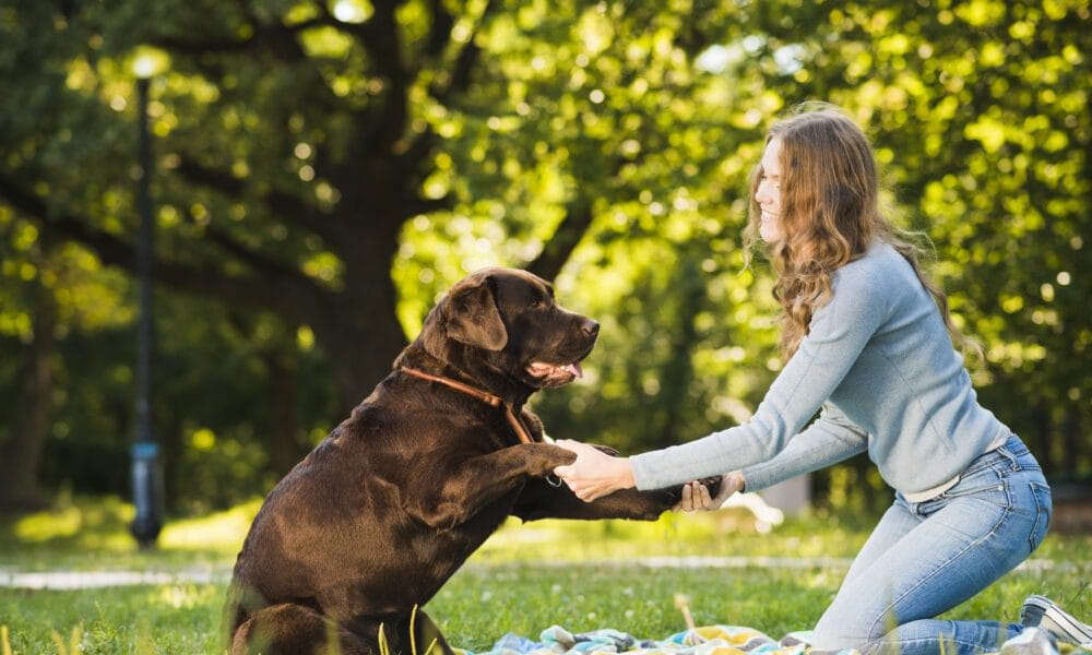 How Do Different Languages Or Cultures Interpret What The Heckin Dog?