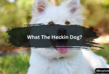 What The Heckin Dog?