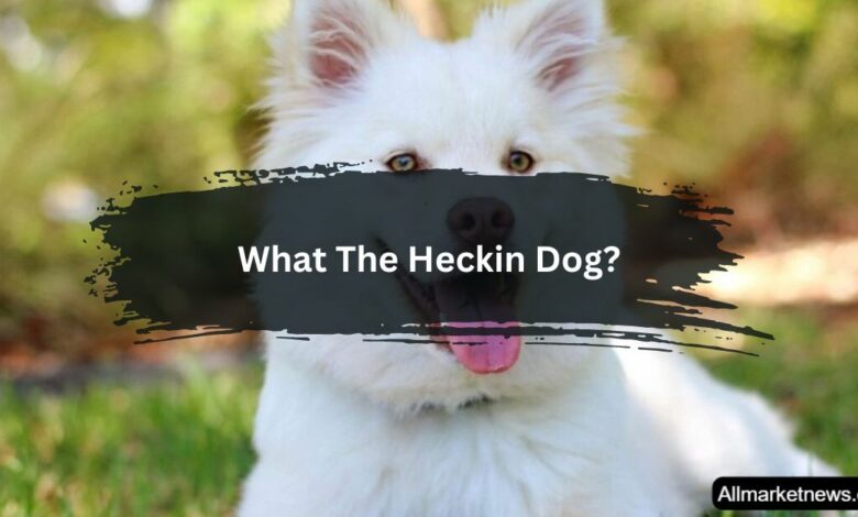 What The Heckin Dog?